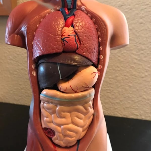 Unisex ihmisen vartalon anatomia anatominen malli