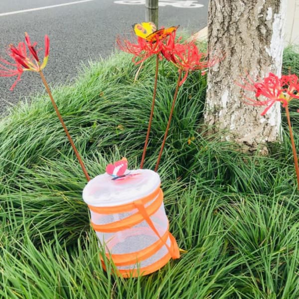 Bærbar Sammenklappelig Sommerfuglehabitat Netbur Ventileret Uddannelse Pink