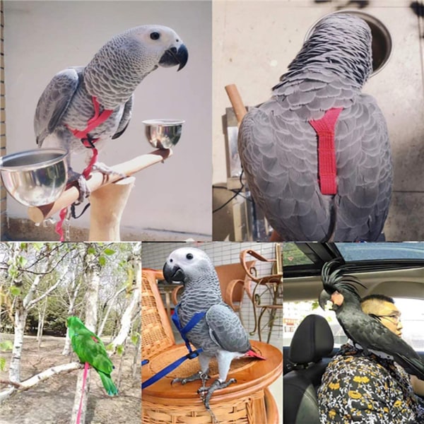 Fågelsele Justerbart papegojkoppel Fågelrep M