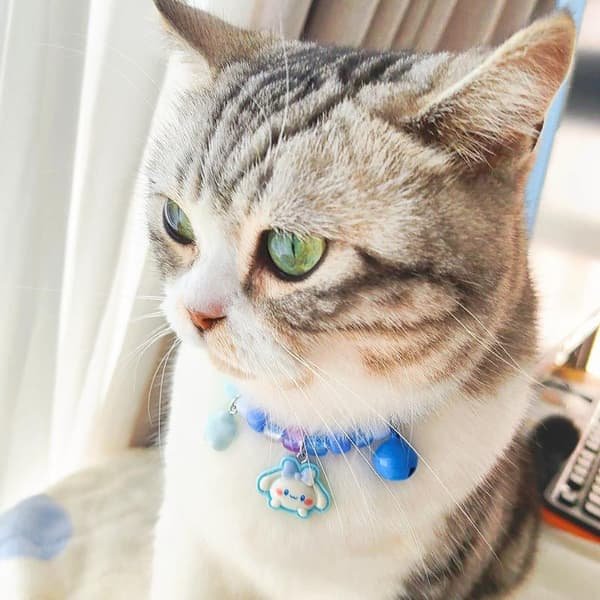e Färgglatt husdjurshalsband Flätat justerbart katthalsband med A8