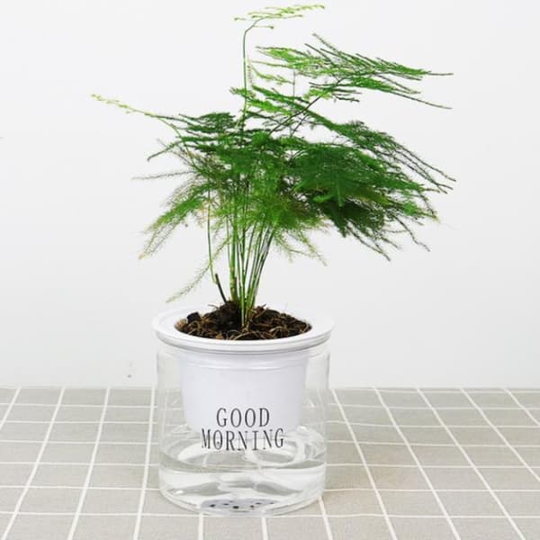 Rund Automatisk Vandabsorberende Selvvandet Blomsterpot Hydrop A