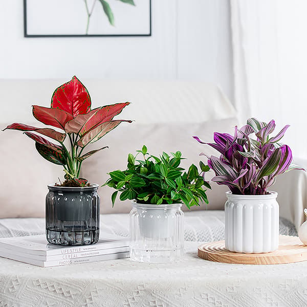 Runde selvvanende blomsterpotter Hydroponics er selvabsorberende W Transparent