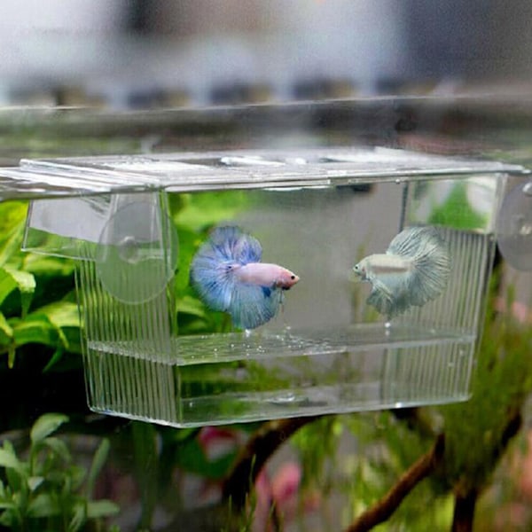 Akvarium Fiskeoppdrett Guppy Dobbel Avl Oppdretter Rearing Felle B