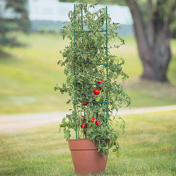 DIY Växtstöd Tomatstöd Plastbelagd Stål T 3 Layers