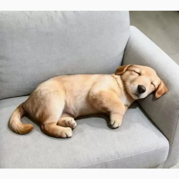 1 stk. realistisk 3D sovende Labrador hundepude i plys A2