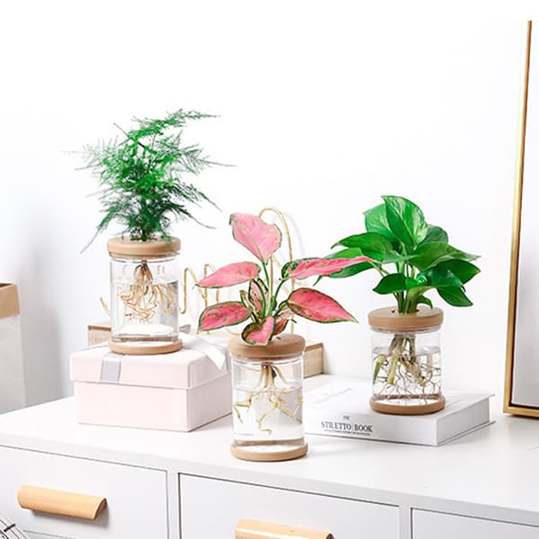 Lat Transparent Blomsterpotte Hydroponisk Automatisk Vann Absorpsjon A