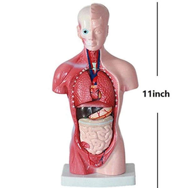 Unisex menneskelig overkropp Anatomi Anatomisk modell