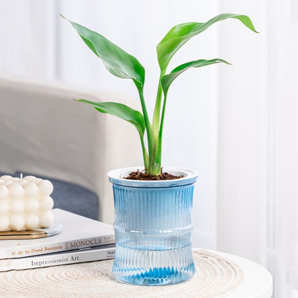 Selvvanning er Potter Hydroponic Flowerpot Transparent Pot Skrivebord White