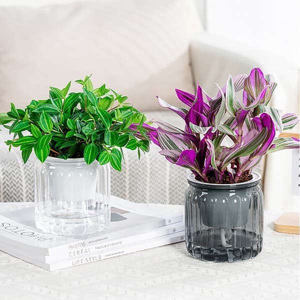 Runde selvvanende blomsterpotter Hydroponics er selvabsorberende W Transparent