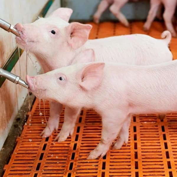 1 sæt gris drikkedyse automatisk vandføder rustfrit stål D