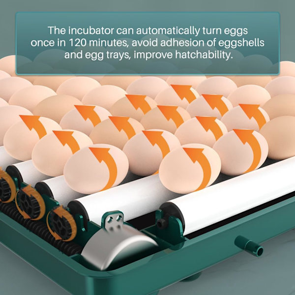 Automatic Egg Incubator, Can Hatch 12 to 15 Eggs, with Efficient LED Lighting, Automatic Egg Turning, and Humidity Control.