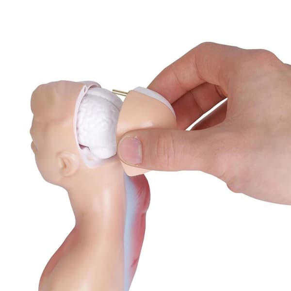 Unisex Mänsklig Bålkropp Anatomi Anatomisk Modell-XF33-