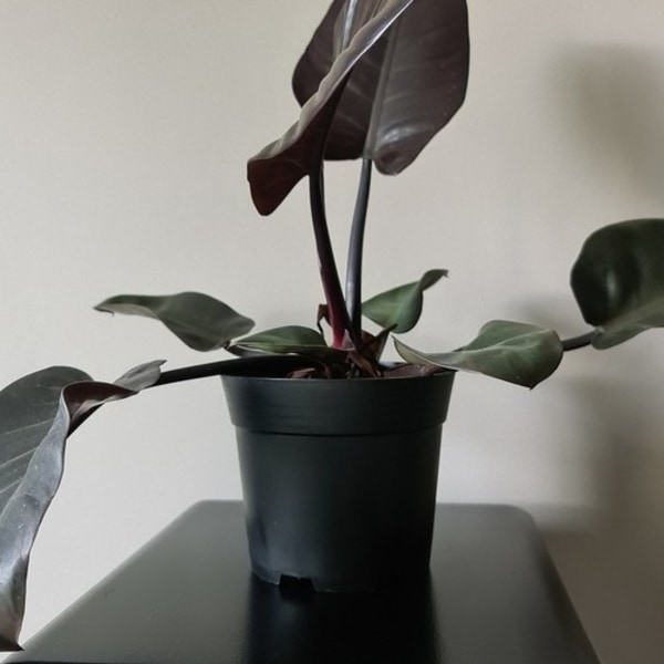 20 kpl - Istutusruukut / Ruukut - 16 cm Black Svart