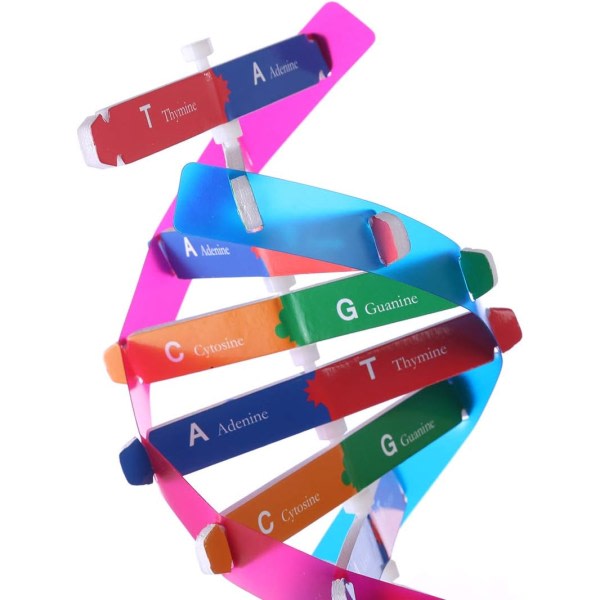 Human genetisk modell dubbel helix vetenskap läromedel för barn och vuxna