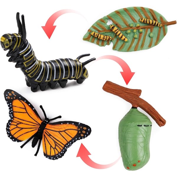 4-delad Butterfly Life Cycle Kit Monarch Butterfly Livsstilsstadier Undervisningsverktyg för barn, studenter