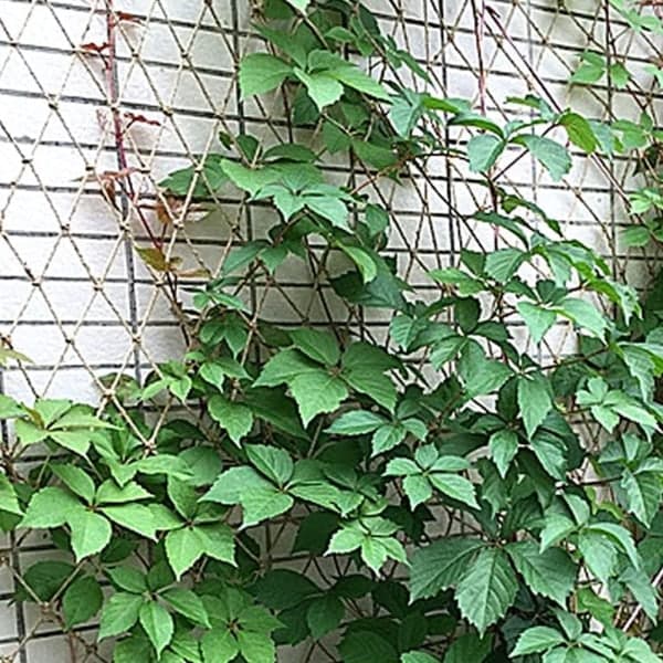 Plant Supporting Net, Compostable Natural Jute Garden Net for Climbing Plants, 2m*5m