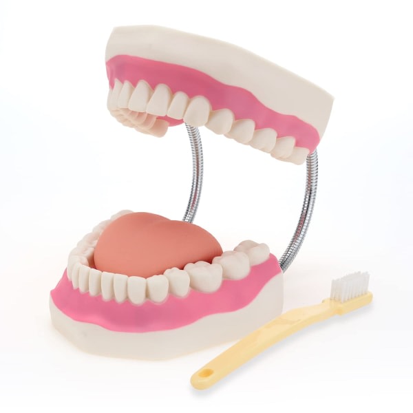 Tandvårdsmodell - Munmodell för logopedi, 6x standardstorleksförstoring, Dental Fit