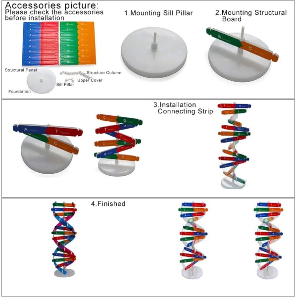 Human genetisk modell dubbel helix vetenskap läromedel för barn och vuxna