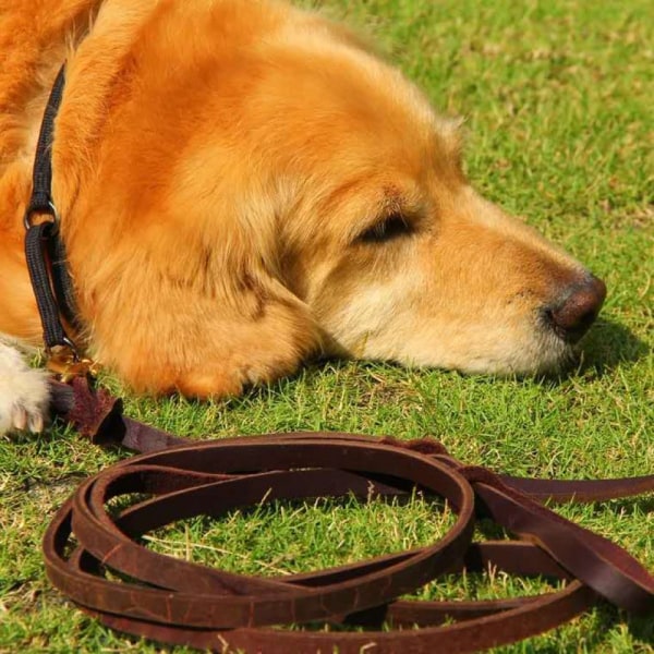 Hundkoppel i medium læder Slitstarkt, blødt og komfortabelt flätat läderkoppel passende til hundtræning for middelstora og små hunde