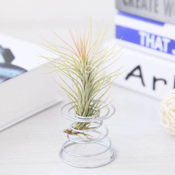 Luftväxt Springtrådsbord Tillandsia Hållare Miniatyrträdgård Dekorationer