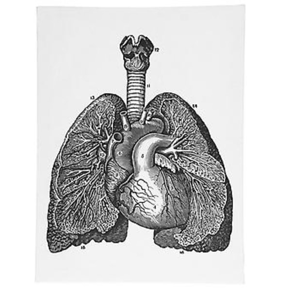 Anatomisk Canvas, Anatomisk Canvas Retro Dekorativ Väggkonst Dekoration Retro Hängande Målning Smidig Funktion