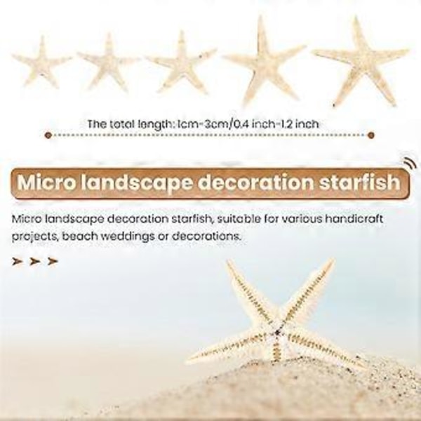 Små Sjöstjärnor Snäckor Strandhantverk 1 cm-3 cm 90 st