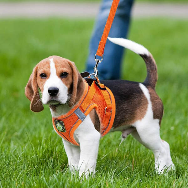 Katteseler og snore - Kattesele Anti-Escape Reflekterende Justerbar Kattesele Åndbar Vest Lille Hundesele (M)