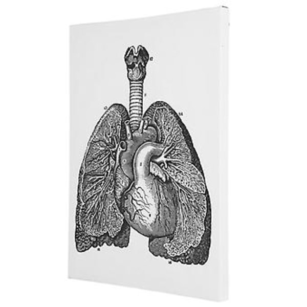 Anatomisk Canvas, Anatomisk Canvas Retro Dekorativ Väggkonst Dekoration Retro Hängande Målning Smidig Funktion
