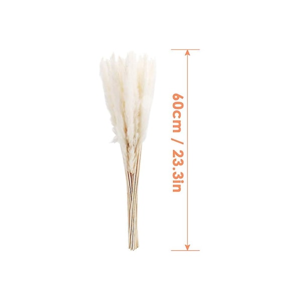 Torkade Pampasgräs, Naturliga Pampasgräs Torkade Pampas, Pampasgräs Naturligt, Torkade Vass, Torkade Blommor, Pampasgräs För Heminredning (10 Pie