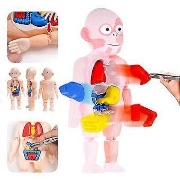 Anatominen pääkallomalli, Ihmisen anatomian pääkallopalapeli, Irrotettava mini-ihmisen lääketieteellinen pääkallomalli, Ihmisen elinmalli
