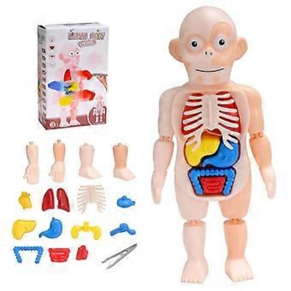 Anatominen pääkallomalli, Ihmisen anatomian pääkallopalapeli, Irrotettava mini-ihmisen lääketieteellinen pääkallomalli, Ihmisen elinmalli