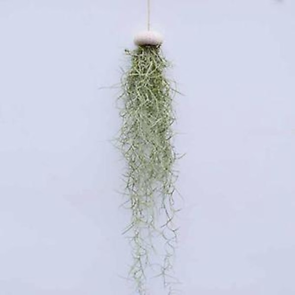 3 stk. Små ornamenter af muslingeskaller og søpindsvinskal (ekskl. planter)