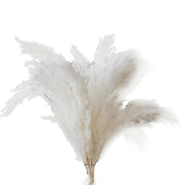 Hvid Pampasgræs - 10 Pampas Stængler af Fluffy Pampasgræs til Bryllup, Hjem og Event Dekoration - Dr