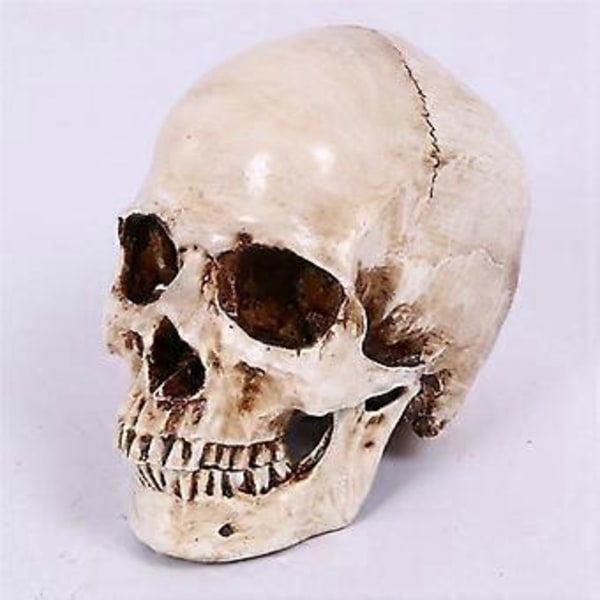 Kranie Dekoration Rekvisit Skelet Hoved 1:1 Model Halloween Stil Spøgelseshus Fest Hjem Dekoration Festival Forsyninger