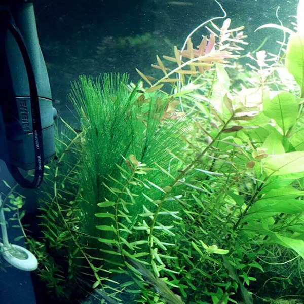 Akvariedekorasjon Kunstige grønne vannplanter Silke Plast Trygt for alle fisk og kjæledyr-Fei Yu