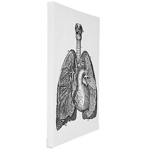 Anatomisk Canvas, Anatomisk Canvas Retro Dekorativ Väggkonst Dekoration Retro Hängande Målning Smidig Funktion
