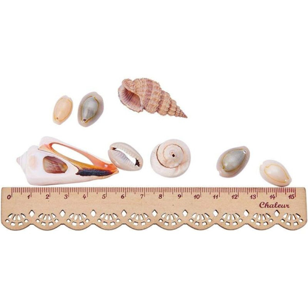 Seashells Mix Store Seashells Kunsthåndværk Dekoration Seashells Dekoration Seashell Dekoration Snegle Maritime Dekoration