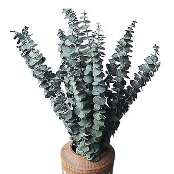10-pack Torkade Eukalyptusbuntar, konserverade Eukalyptusgrenar för Blomsterarrangemang