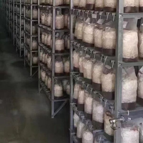 100 kappaletta pussi sienisarjan sienisieni paksu 6 6 tuumaa x 20 tuumaa 0,2 mikrometrin hengittävä suodatin