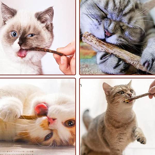 10 st katt tuggpinne kattmynta leksak kattunge tuggleksak trä