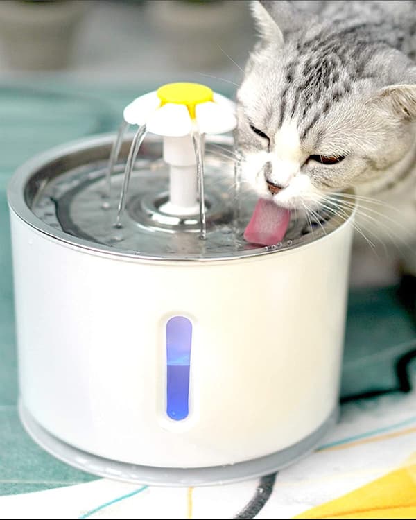 Katt Vanndispenser, Liten Hunde Vanndispenser, Kattedrikker med