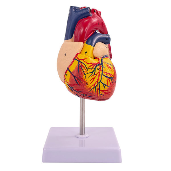 Anatomiskt korrekt hjärtmodell, mänskligt hjärta i naturlig storlek med 34 detaljerade strukturer, magnetiskt sammankopplad för enkel montering, idealisk