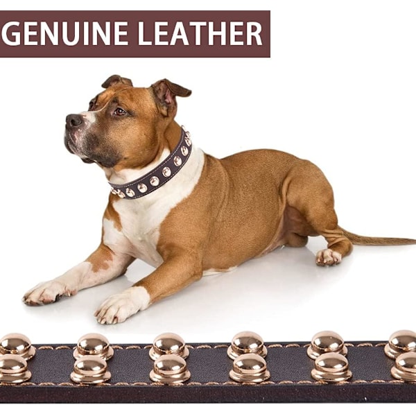 Elegant Hundhalsband, Äkta Läder för Små Raser, Guldfärgad Legering &amp; Robust Kopplingsring, Justerbart, Komfort &amp; Hållbarhet för Din