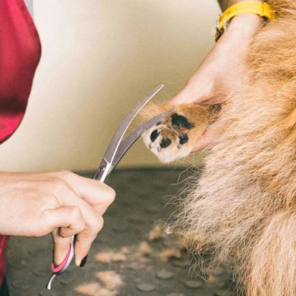 Hundvårdssaxsats med böjd sax för gör-det-själv-hem