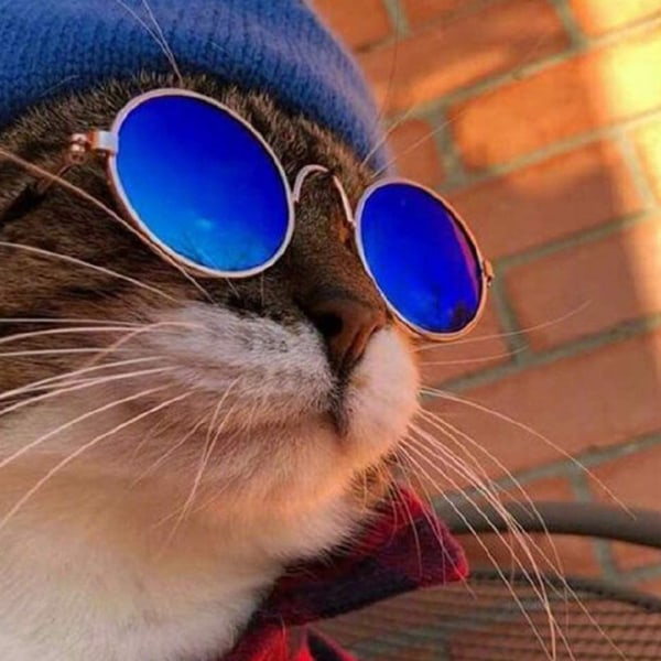 Katt Modeglasögon Hundar Coola Solglasögon Husdjursfoton Glasögon