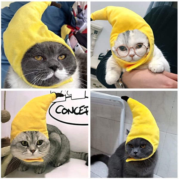 Pet hatt, hund, banan hatt, kreativ förvandling, rolig katt