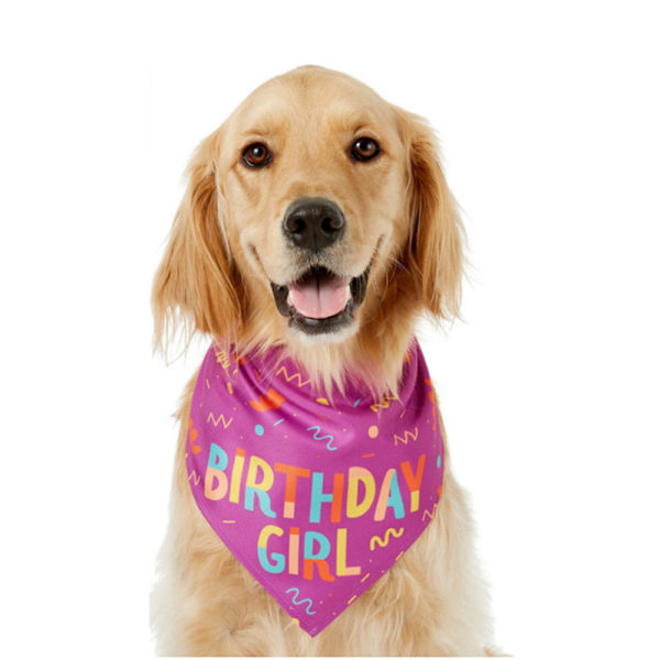 Fira din älsklings stora dag med vår bedårande födelsedagsbandana för hundar, mjuk spunnen polyester, födelsedagstjej-hund, perfekt för hundkalashattar