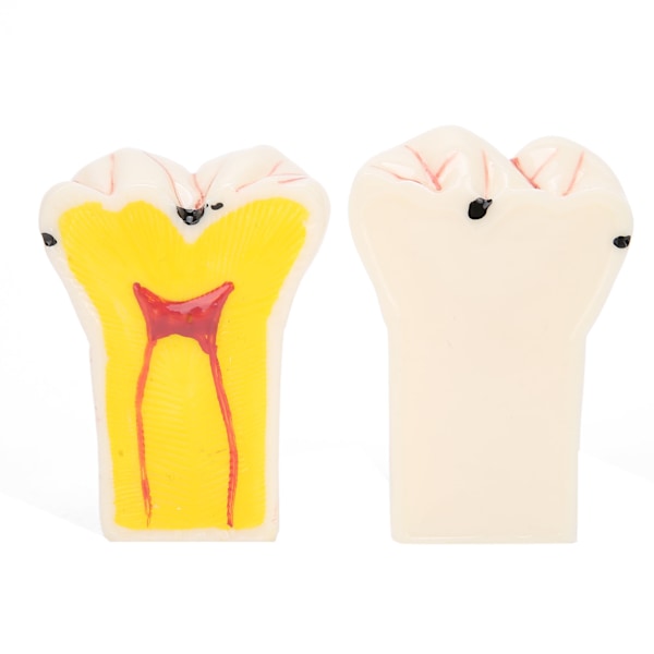 Högt Simulerad Dental Undervisningshjälp, Syntetisk Hartstandmodell För Professionell Träning Och Utbildning, Tydlig Morfologisk Struktur, Vuxen