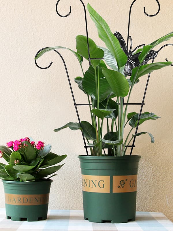 Haverel i rustfrit stål til klatreplanter Vinstøtte til vinstokke