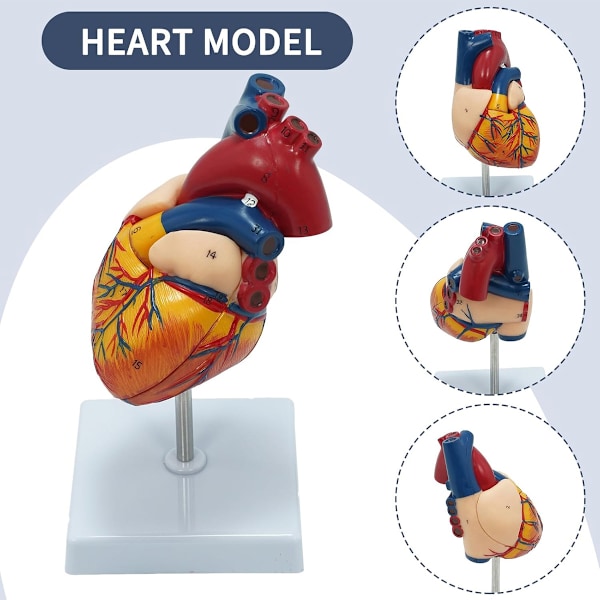 Anatomiskt korrekt hjärtmodell, mänskligt hjärta i naturlig storlek med 34 detaljerade strukturer, magnetiskt sammankopplad för enkel montering, idealisk